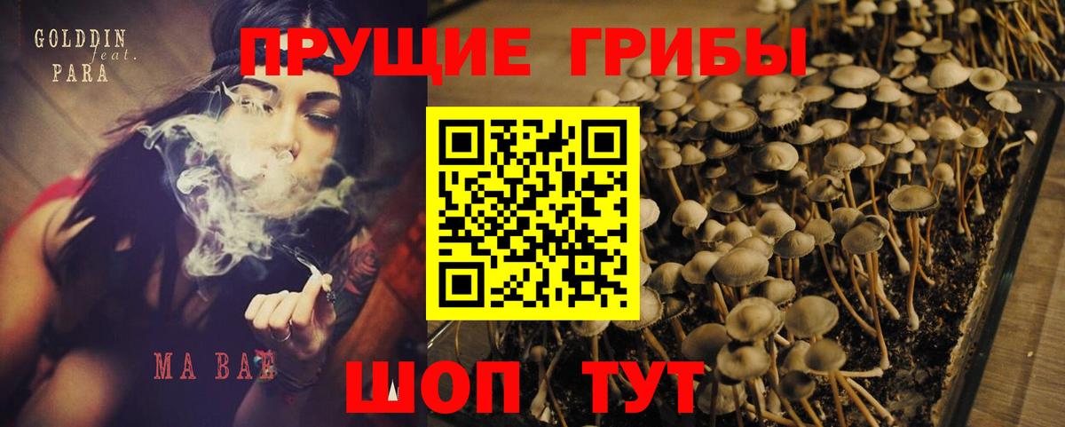 Галлюциногенные грибы Psilocybe Дальнереченск